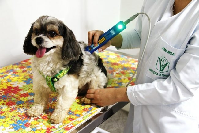 fisioterapia-animal-1